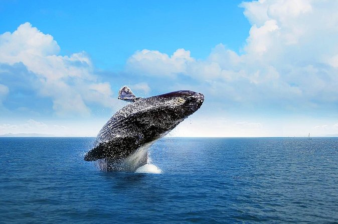 Full-day Whale watching Tour in Samana Bay from Punta Cana - Should you book this Samana whale and waterfall tour?