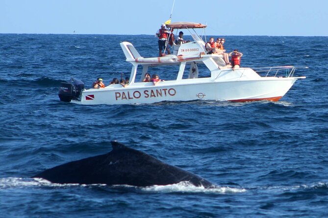 Full-day Whale watching Tour in Samana Bay from Punta Cana - Getting to Samaná from Punta Cana: the day starts early for a reason