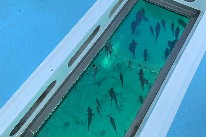 GlassBottom Catamaran with Slide - Private Catamaran Logistics in Punta Cana: Pickup and Timing