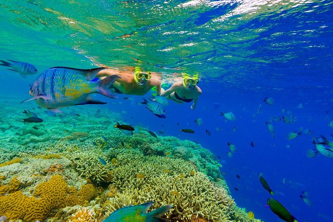 Great Snorkeling Cruise with Sharks & Stingray Encounter and Natural Pool - The Big Picture: A Party Catamaran With Real Marine Time