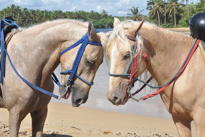 Half Day Buggies and Horseback Experience in Punta Cana - Ranch horseback riding in the forest: pacing after the buggy