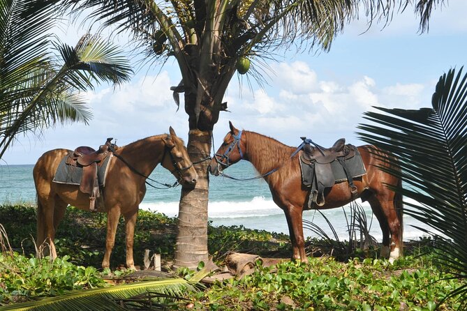 Half Day Buggies and Horseback Experience in Punta Cana - Coffee, chocolate, and rum tastings: the stop that makes it feel local