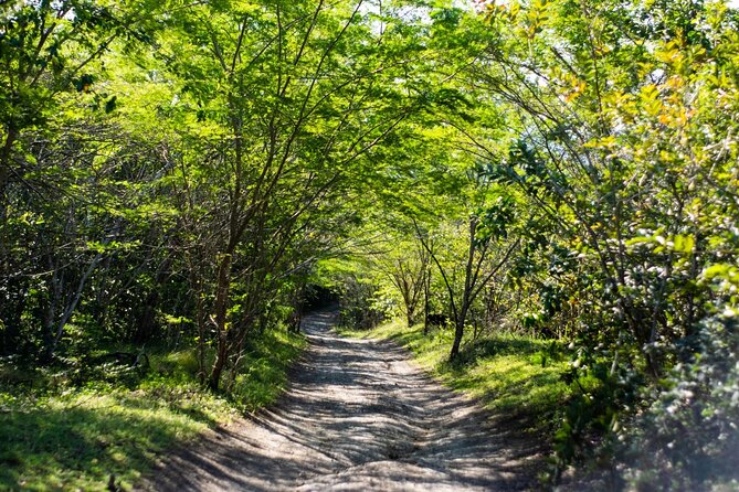 Half-Day Buggy Guided Adventure for Amber Cove and Taino Bay - Gear, helmets, and the kind of safety that matters when you’re muddy
