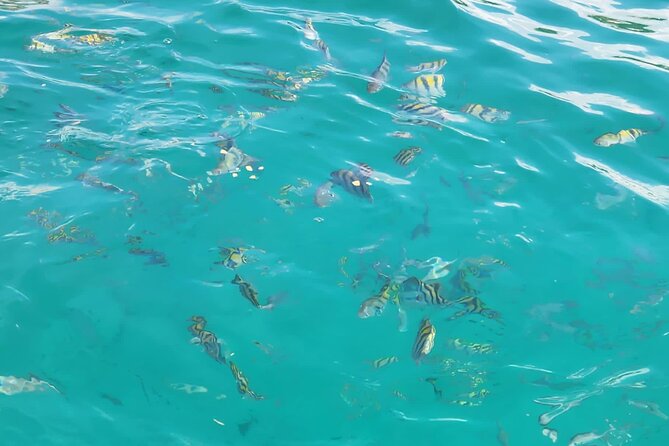 Half-day Private Catamaran Trip with Snorkeling - Food and drink: what you get on board and how the bar works