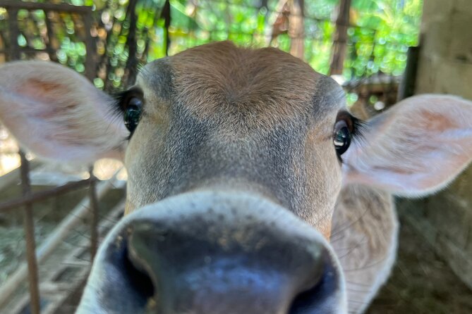 Half Day Safari and ATV or horses from Punta Cana - Ranch time: ATV quad or horses along the coast