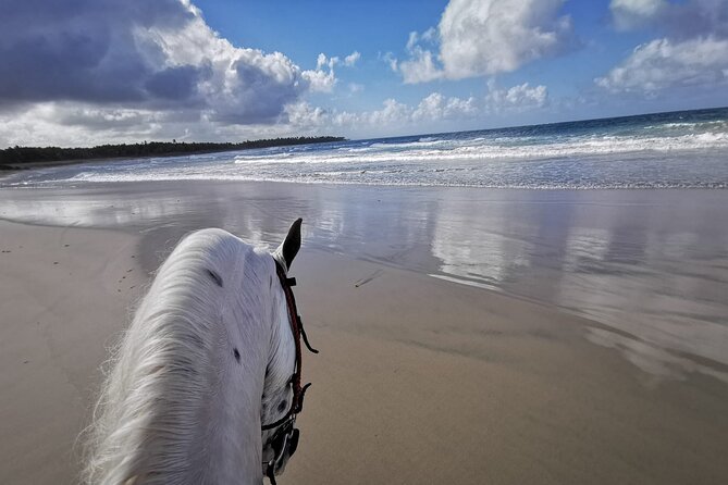 Horse Riding Experience through El Limon Beach - Key things to know before you ride to El Limon Beach