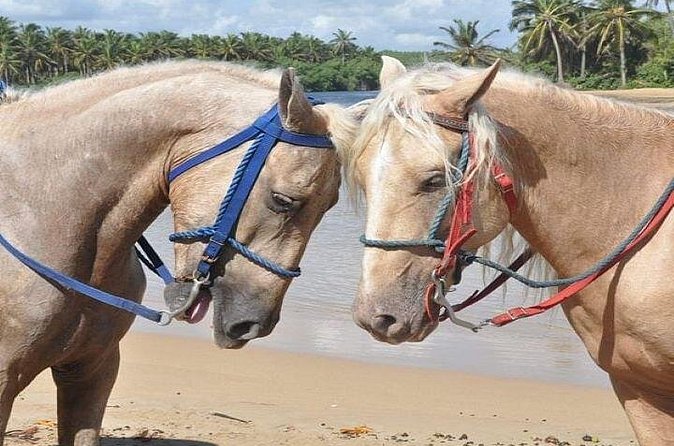 Horseback Riding to Maimon River from Punta Cana - Who should book this horseback ride (and who should skip it)