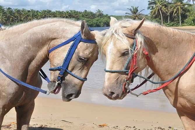 Horseback Riding to Maimon River from Punta Cana - What to wear and bring so the ride feels comfortable