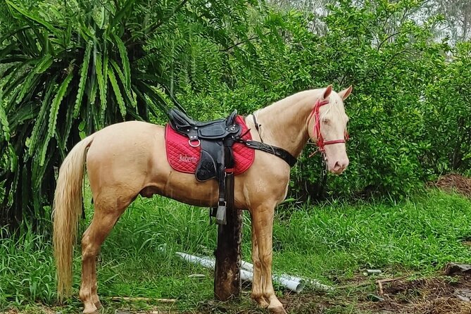 Horseback Riding tour near Santo Domingo with pick up and dropoff - Pickup and timing: what the 3–4 hours really means