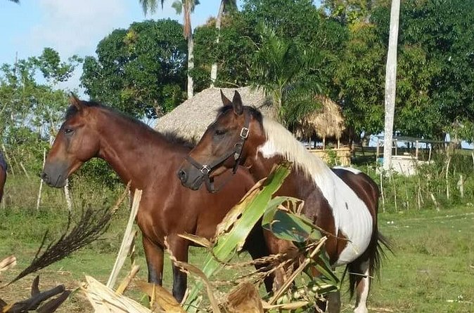 Horseback Riding with Pickup from Punta Cana - The ride route: mountains, countryside, and optional riverside views