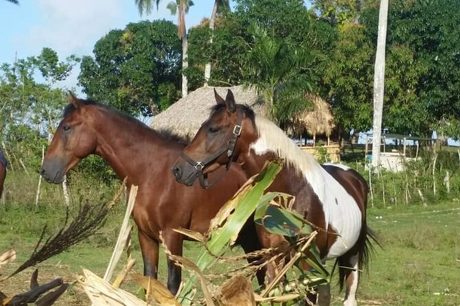 Horseback Riding with Pickup from Punta Cana - Who this horseback riding tour suits best