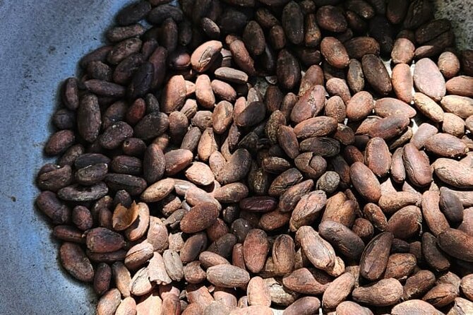 Horses, Buggy, and plantation in Chocaci Ranch - Coffee and cacao: the stop that turns curiosity into a skill