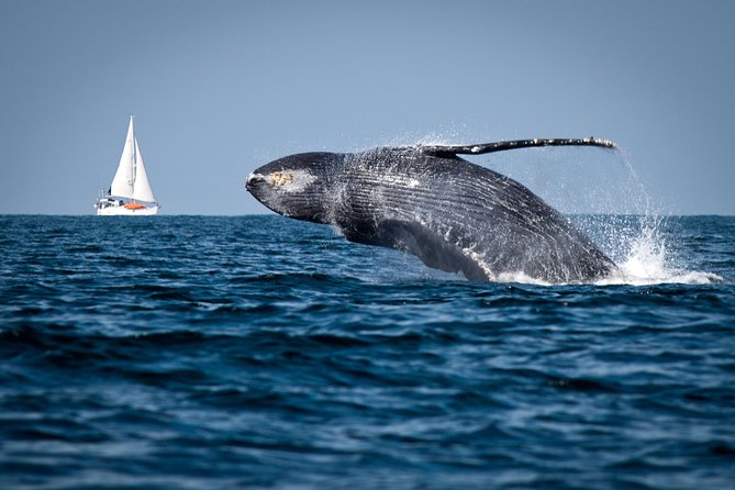 Humpback whales Watching + Samana Eco-Tour - Key Points to Know Before You Go