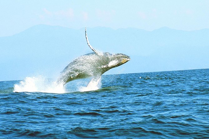 Humpback whales Watching + Samana Eco-Tour - Why This Trip Exists: Humpbacks in Samana Bay