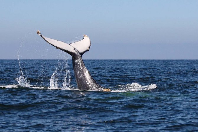 Humpback whales Watching + Samana Eco-Tour - The 6:00 am Reality: Pickup, Transfers, and Timing