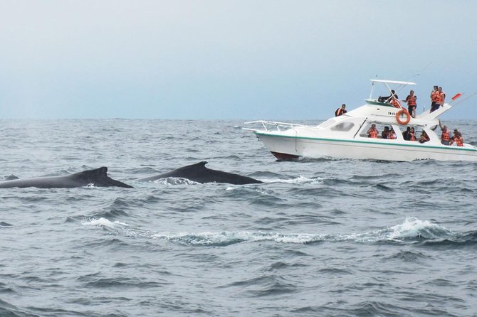 Humpback whales Watching + Samana Eco-Tour - Stop 1: Sabana de la Mar Pier (Quick Start, 20 Minutes)