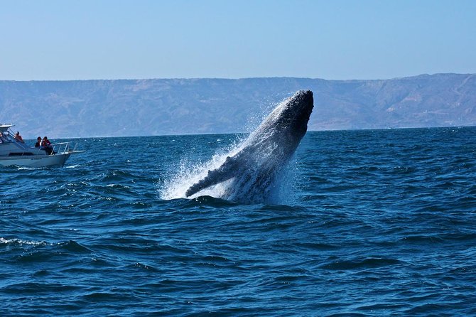 Humpback whales Watching + Samana Eco-Tour - Price and Value: What $165 Really Covers