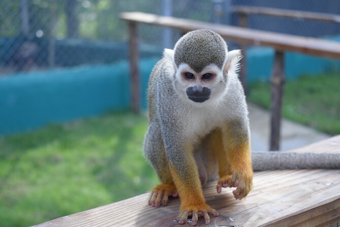 Interaction with Monkey Tour & city tour in Puerto Plata - A tight 4-hour, 50-minute route that still feels practical