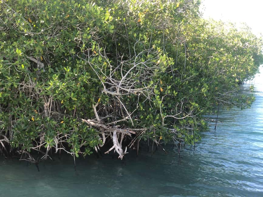 La Romana: Saona Island for Norwegian Sky Cruise Passengers - Key things to know before you go