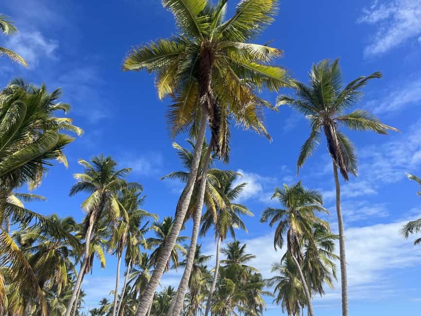 La Romana: Saona Island for Norwegian Sky Cruise Passengers - Playa Dichosa lunch: Dominican buffet on a real beach schedule