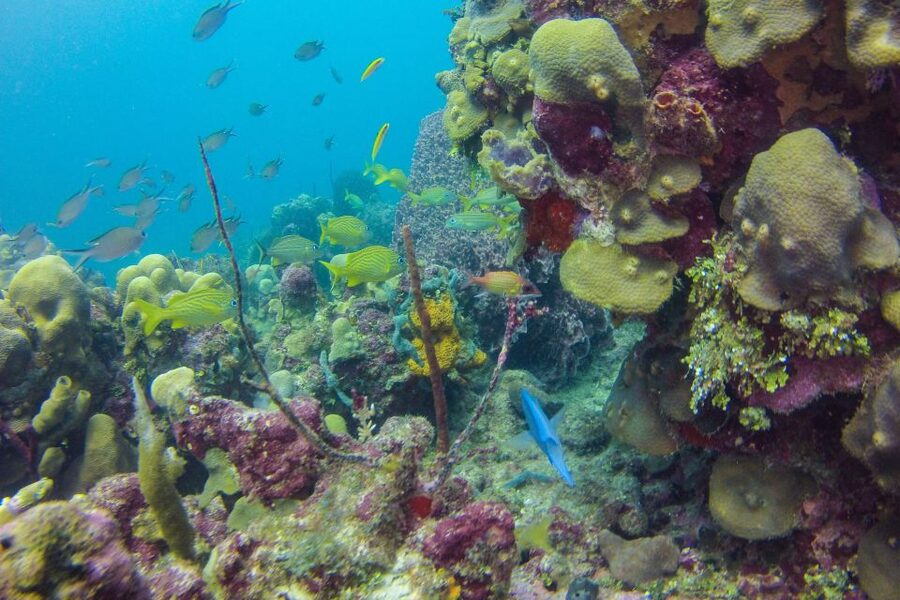 La Romana: Scuba Diving in Catalina Island - Who should book this La Romana to Catalina scuba day?