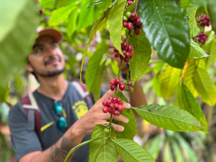 Las Terrenas: Private Coffee Trail ATV Tour in Samana - Key points before you go
