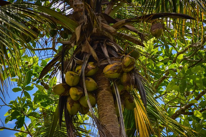 Let's do hiking in Punta Cana - The farm stop: coffee, cocoa, and a real taste of local routines