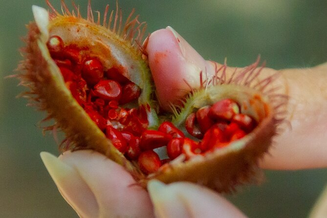 Local Excursion || Jungle Safari Excursion - Cabarete Ecological Park: Crocodiles, Iguanas, and Local Fruits