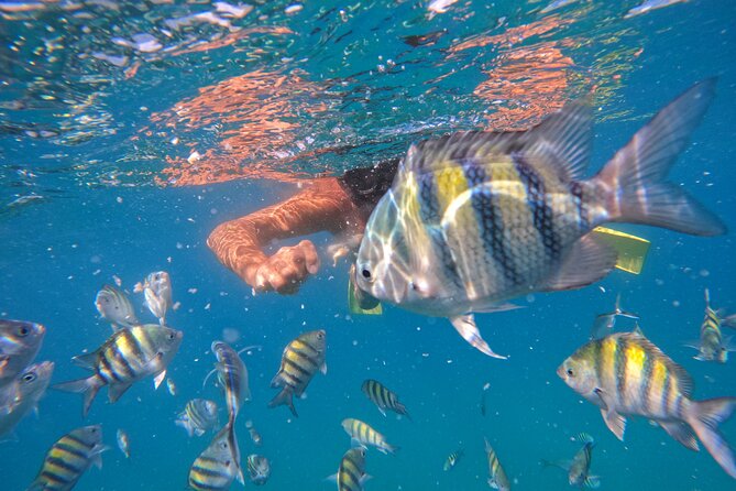 Local Excursion | Paradise Island Punto Rucia & snorkeling - Paradise Island (Cayo Arena) from Punta Rucia: what the sandbank day really feels like