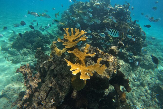 Local Excursion | Paradise Island Punto Rucia & snorkeling - Snorkeling with fish feeding: the reef moments that make this tour worth it