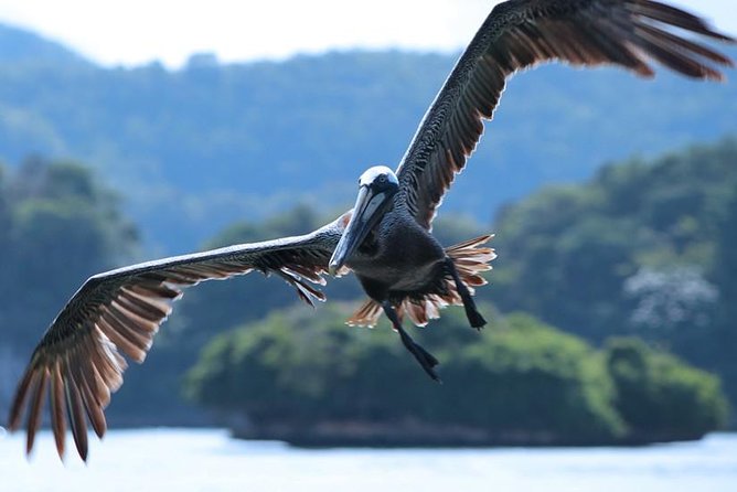 Los Haitises National Park Tour from Punta Cana Montana Redonda and Cano Hondo - Los Haitises National Park: mangroves, caves, and rocky islands by boat