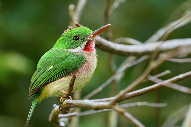 Los Haitises National Park Tour from Punta Cana Montana Redonda and Cano Hondo - Group size and guide setup: small, guided, and not stressful