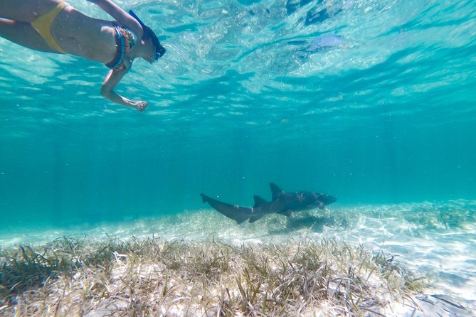 Marinarium Snorkeling Cruise from Punta Cana - Key points before you go