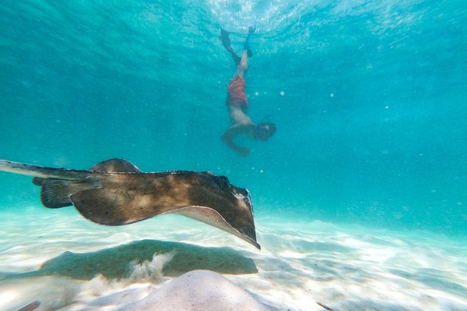 Marinarium Snorkeling Cruise from Punta Cana - Timing Choices and On-Board Reality Checks