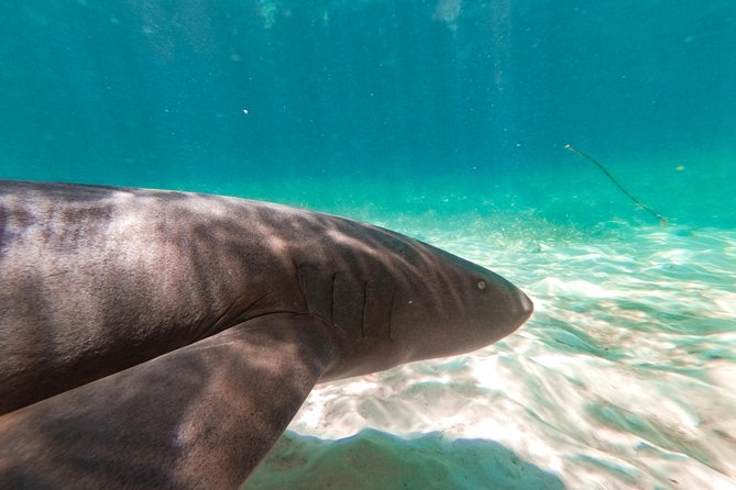 Marinarium Snorkeling Cruise from Punta Cana - What I’d Watch Out For: Depth, Coaching, and Feeling Rushed
