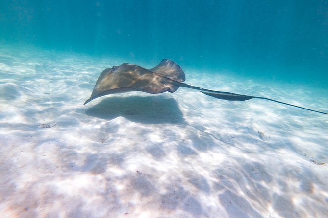 Marinarium Snorkeling Cruise from Punta Cana - What’s Included and What You’ll Pay Extra For