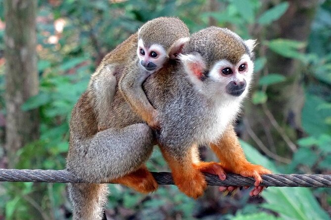 Monkey Enconter & Zip line Adventure - El Choco National Park: What the Monkey Time Feels Like