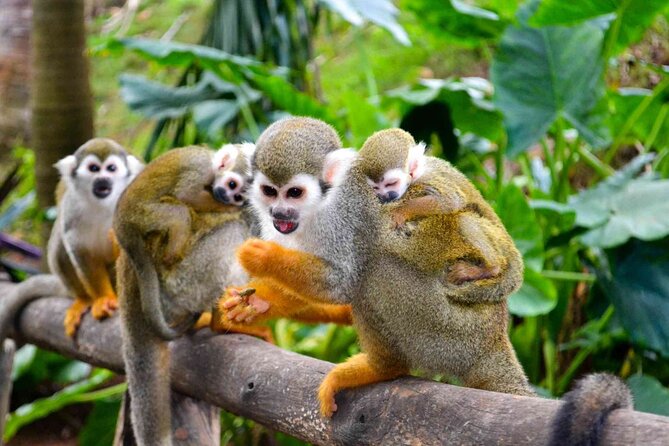 Monkey Enconter & Zip line Adventure - What the 3 Hours Really Do for Your Day in Cabarete