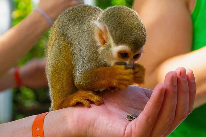 Monkey Enconter & Zip line Adventure - Walking Across Two Suspension Bridges: Small Steps With Big Payoff