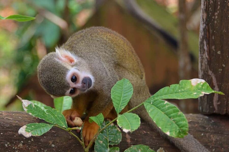 Monkey Encounter + ATV Riding Adventure – Puerto Plata - Monkeyland: A jungle visit where squirrel monkeys really engage