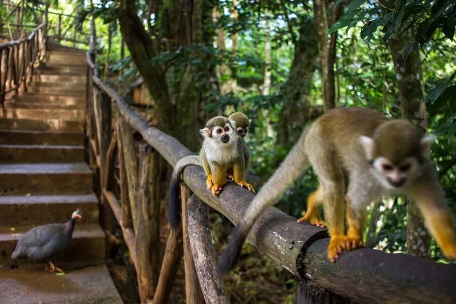 Monkey Encounter + ATV Riding Adventure – Puerto Plata - ATV off-road through sugarcane fields, mud, and mountain trails