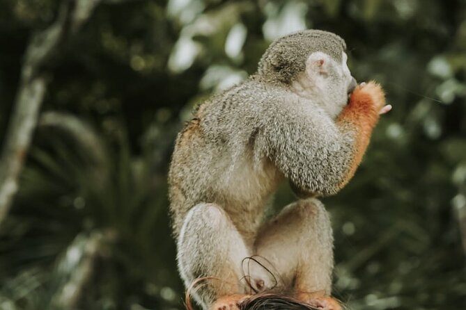 Monkey Jungle with Zip line - Sosua city and beach: quick context, not just a photo stop