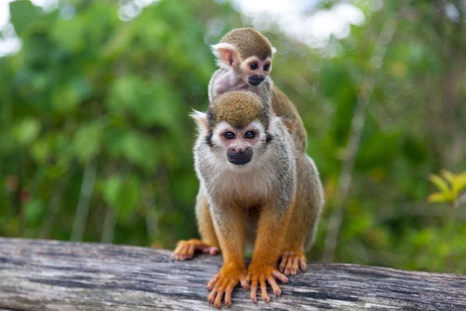 Monkeyland and Plantation Safari from La Romana - A Monkeyland and Plantation Safari Day From La Romana