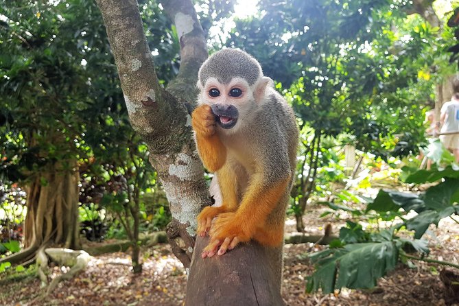 Monkeyland and Plantation Safari from La Romana - Guides, Organization, and the Little Details That Make a Difference
