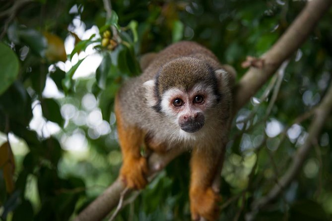 Monkeyland and Zipline Adventure from Puerto Plata - Puerto Plata to Cabarete: what this 6-hour outing really feels like