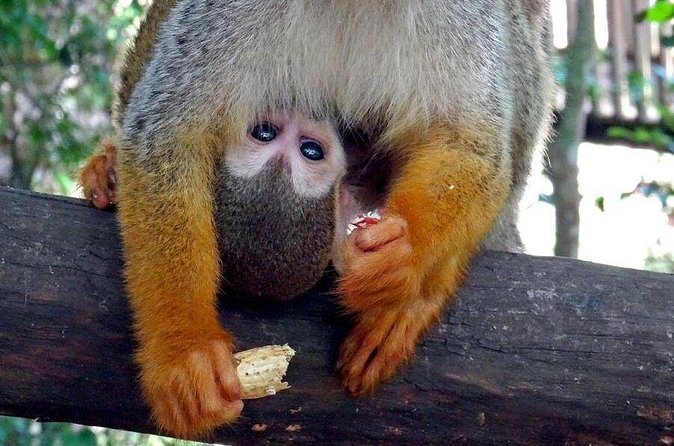 Monkeyland and Zipline Adventure from Puerto Plata - Monkey Jungle at Monkeyland: feeding squirrel monkeys up close