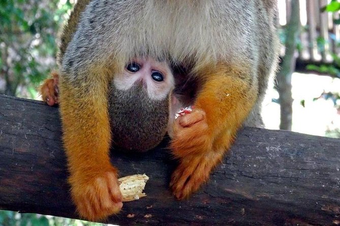 Monkeyland and Zipline Adventure from Puerto Plata - Price and value: is the $90 ticket worth it?