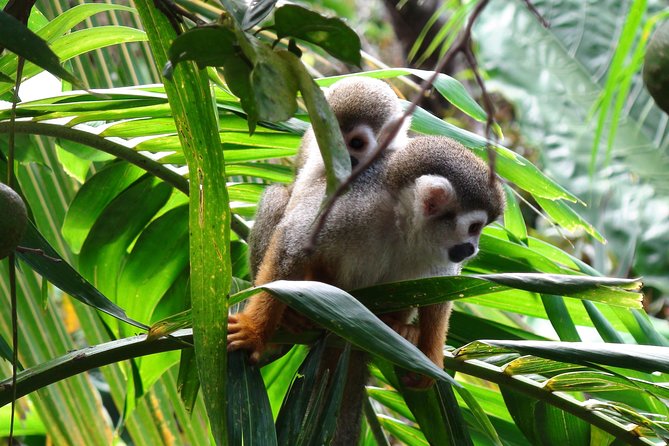 Monkeyland and Zipline Adventure from Puerto Plata - What to wear and pack: shoes, rain backup, and the sunscreen contradiction