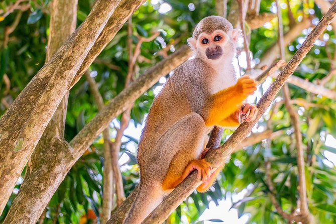 Monkeyland & Plantation Safari Full Day from Juan Dolio - Pickup, timing, and why the early start matters