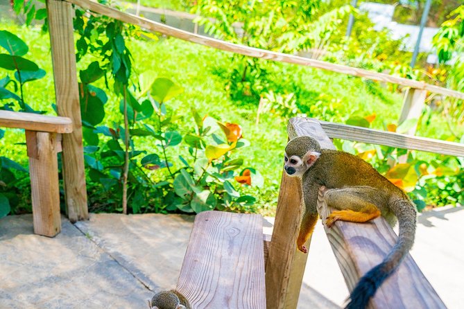 Monkeyland Puerto Plata - Countryside Home Without Electricity: The Part That Gives Meaning